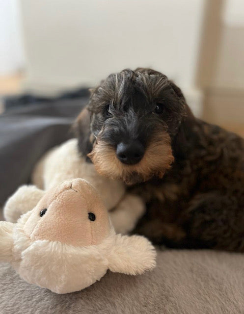 Bertie Strettonstar Miniature Wire Haired Dachshund Puppy