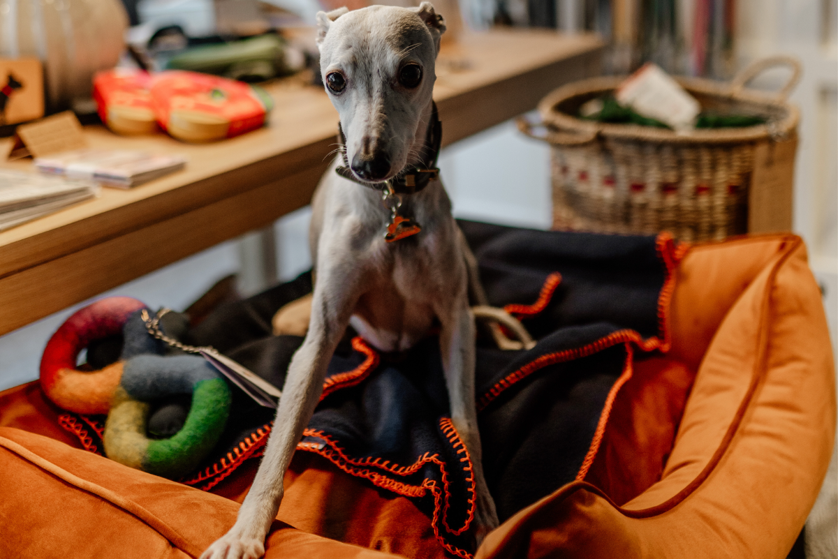 Margaux Whippet Sitting in the Luxury Highgate Snoozeworthy Dog Bed made with Marmalade Orange Velvet