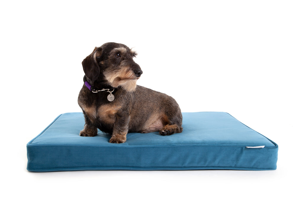 
                  
                    Wessex Memory Foam Dog Bed - French Blue
                  
                