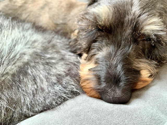 Otto Bolster Dog Bed